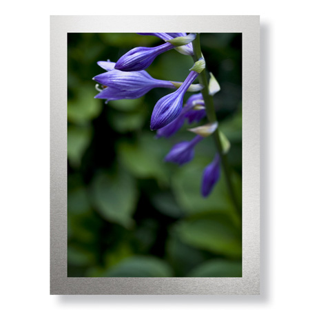 Stacy Bass Limited Edition Ready to Hang Giclee on Brushed Aluminum: "Hosta Flower Detail"
