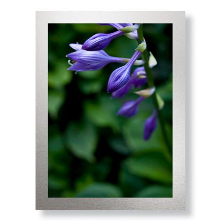 Stacy Bass Limited Edition Ready to Hang Giclee on Brushed Aluminum: "Hosta Flower Detail"