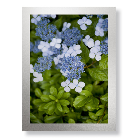 Stacy Bass Limited Edition Ready to Hang Giclee on Brushed Aluminum: "Hydrangea Variation"