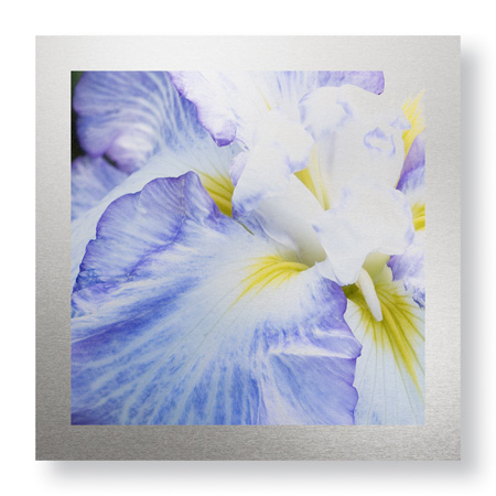 Stacy Bass Limited Edition Ready to Hang Giclee on Brushed Aluminum: "Iris Study 2"