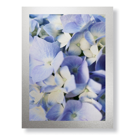Stacy Bass Limited Edition Ready to Hang Giclee on Brushed Aluminum: "Pale Blue Hydrangea"