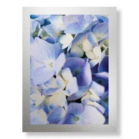 Stacy Bass Limited Edition Ready to Hang Giclee on Brushed Aluminum: "Pale Blue Hydrangea"