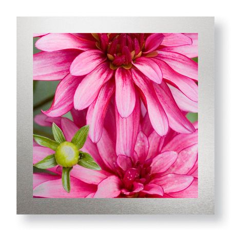 Stacy Bass Limited Edition Ready to Hang Giclee on Brushed Aluminum: "Pink Dahlia"