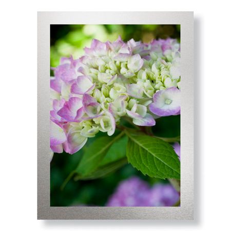 Stacy Bass Limited Edition Ready to Hang Giclee on Brushed Aluminum: "Pink Hydrangea 2"