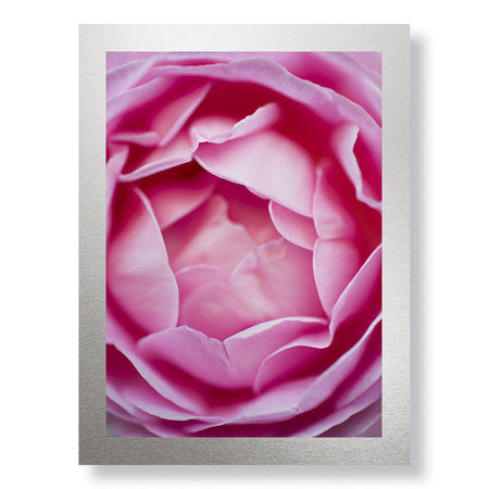 Stacy Bass Limited Edition Ready to Hang Giclee on Brushed Aluminum: "Pink Rose 1"