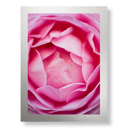 Stacy Bass Limited Edition Ready to Hang Giclee on Brushed Aluminum: "Pink Rose 1"