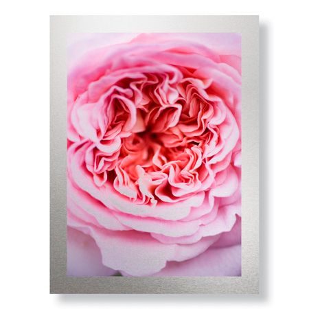 Stacy Bass Limited Edition Ready to Hang Giclee on Brushed Aluminum: "Pink Rose 2"