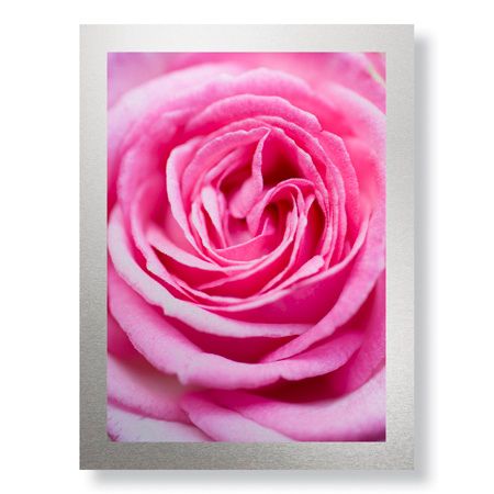 Stacy Bass Limited Edition Ready to Hang Giclee on Brushed Aluminum: "Pink Rose 3"