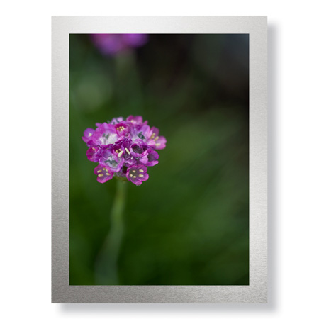 Stacy Bass Limited Edition Ready to Hang Giclee on Brushed Aluminum: "Pink Stem Detail"