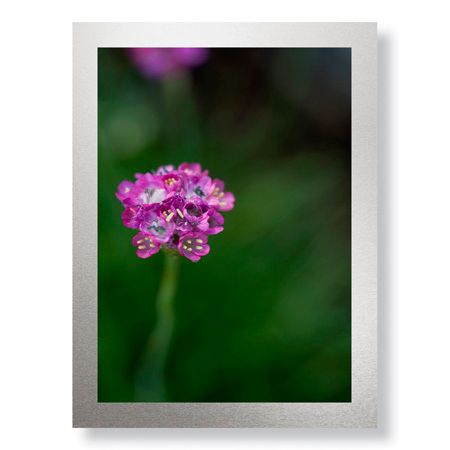 Stacy Bass Limited Edition Ready to Hang Giclee on Brushed Aluminum: "Pink Stem Detail"