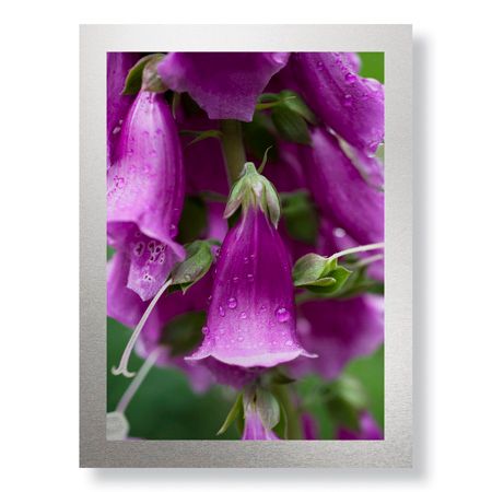 Stacy Bass Limited Edition Ready to Hang Giclee on Brushed Aluminum: "Purple Detail 2"