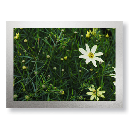 Stacy Bass Limited Edition Ready to Hang Giclee on Brushed Aluminum: "Yellow Detail"