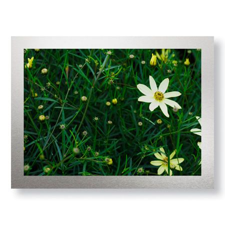 Stacy Bass Limited Edition Ready to Hang Giclee on Brushed Aluminum: "Yellow Detail"