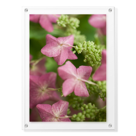 Stacy Bass Limited Edition Ready to Hang Giclee on Clear Acrylic: "Antique Rose"