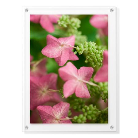 Stacy Bass Limited Edition Ready to Hang Giclee on Clear Acrylic: "Antique Rose"