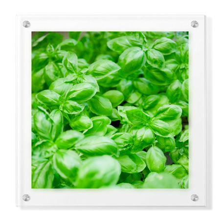 Stacy Bass Limited Edition Ready to Hang Giclee on Clear Acrylic: "Basil"