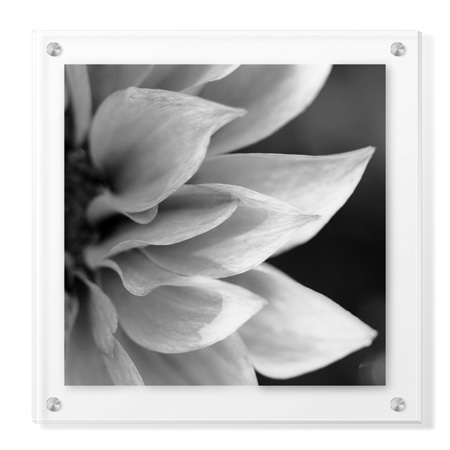 Stacy Bass Limited Edition Ready to Hang Giclee on Clear Acrylic: "Botanical Study 1"