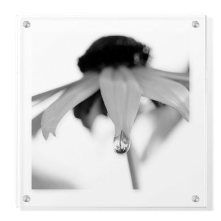 Stacy Bass Limited Edition Ready to Hang Giclee on Clear Acrylic: "Botanical Study 11"