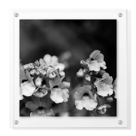 Stacy Bass Limited Edition Ready to Hang Giclee on Clear Acrylic: "Botanical Study 13"