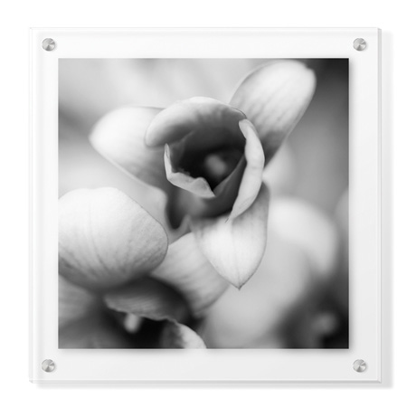 Stacy Bass Limited Edition Ready to Hang Giclee on Clear Acrylic: "Botanical Study 14"