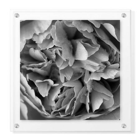 Stacy Bass Limited Edition Ready to Hang Giclee on Clear Acrylic: "Botanical Study 15"