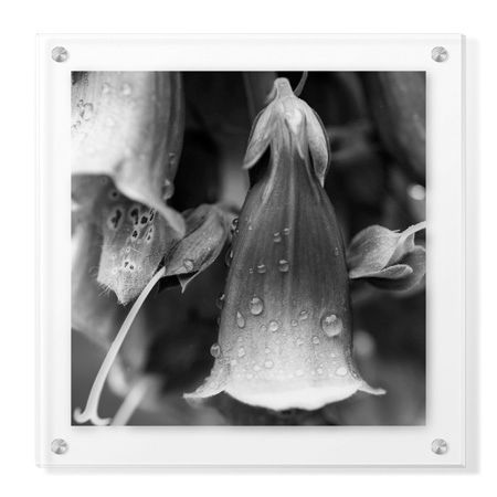 Stacy Bass Limited Edition Ready to Hang Giclee on Clear Acrylic: "Botanical Study 18"