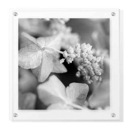 Stacy Bass Limited Edition Ready to Hang Giclee on Clear Acrylic: "Botanical Study 2"