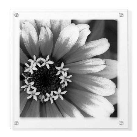 Stacy Bass Limited Edition Ready to Hang Giclee on Clear Acrylic: "Botanical Study 3"