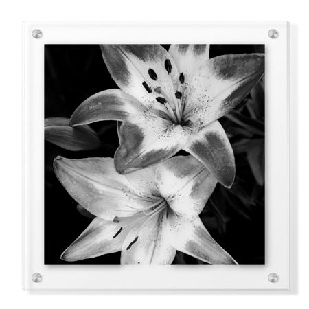 Stacy Bass Limited Edition Ready to Hang Giclee on Clear Acrylic: "Botanical Study 5"