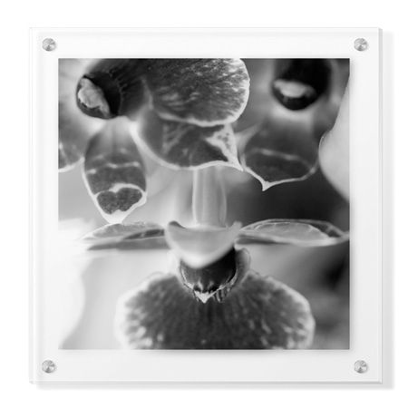 Stacy Bass Limited Edition Ready to Hang Giclee on Clear Acrylic: "Botanical Study 7"