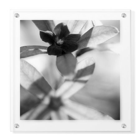 Stacy Bass Limited Edition Ready to Hang Giclee on Clear Acrylic: "Botanical Study 8"