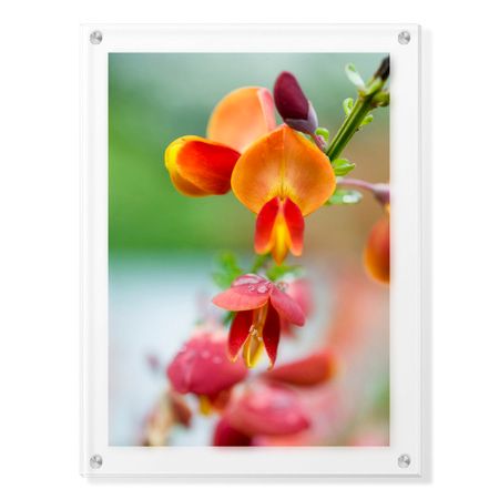 Stacy Bass Limited Edition Ready to Hang Giclee on Clear Acrylic: "Fire Bush Detail"