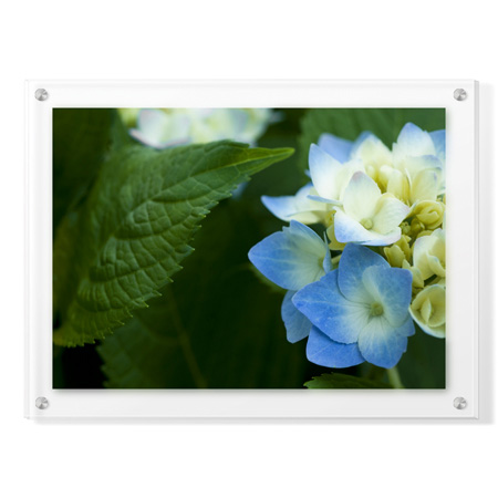 Stacy Bass Limited Edition Ready to Hang Giclee on Clear Acrylic: "Hydrangea Detail 2"