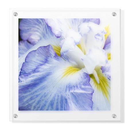 Stacy Bass Limited Edition Ready to Hang Giclee on Clear Acrylic: "Iris Study 2"