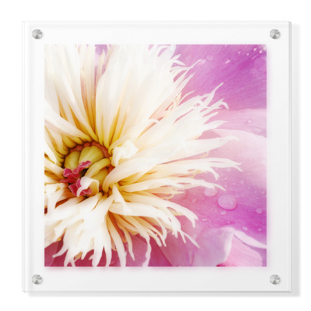 Stacy Bass Limited Edition Ready to Hang Giclee on Clear Acrylic: "Peony Abstract"