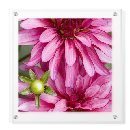 Stacy Bass Limited Edition Ready to Hang Giclee on Clear Acrylic: "Pink Dahlia"
