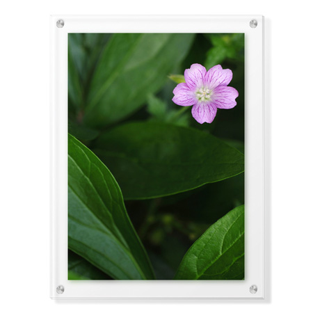 Stacy Bass Limited Edition Ready to Hang Giclee on Clear Acrylic: "Pink Love 1"