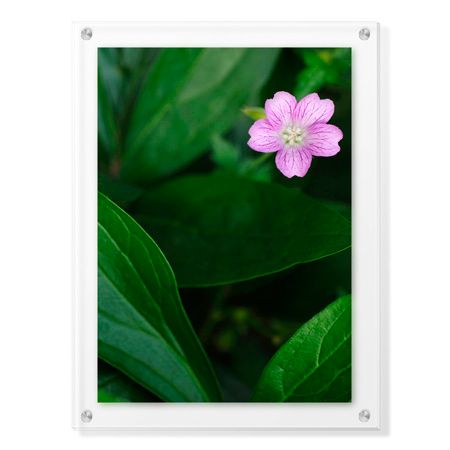Stacy Bass Limited Edition Ready to Hang Giclee on Clear Acrylic: "Pink Love 1"