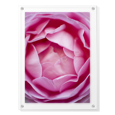 Stacy Bass Limited Edition Ready to Hang Giclee on Clear Acrylic: "Pink Rose 1"