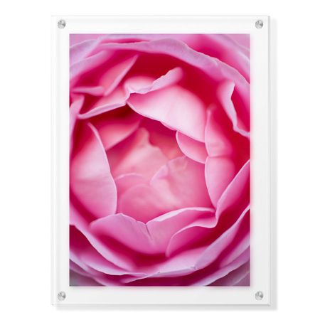 Stacy Bass Limited Edition Ready to Hang Giclee on Clear Acrylic: "Pink Rose 1"