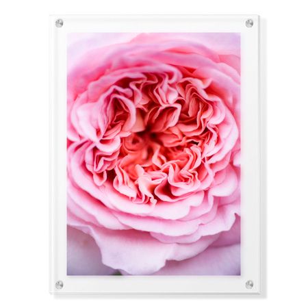 Stacy Bass Limited Edition Ready to Hang Giclee on Clear Acrylic: "Pink Rose 2"
