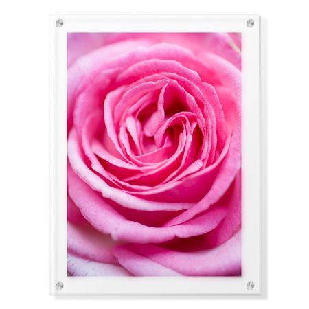 Stacy Bass Limited Edition Ready to Hang Giclee on Clear Acrylic: "Pink Rose 3"