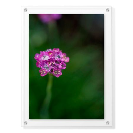 Stacy Bass Limited Edition Ready to Hang Giclee on Clear Acrylic: "Pink Stem Detail"