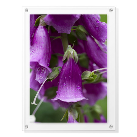 Stacy Bass Limited Edition Ready to Hang Giclee on Clear Acrylic: "Purple Detail 2"