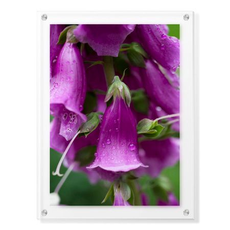 Stacy Bass Limited Edition Ready to Hang Giclee on Clear Acrylic: "Purple Detail 2"