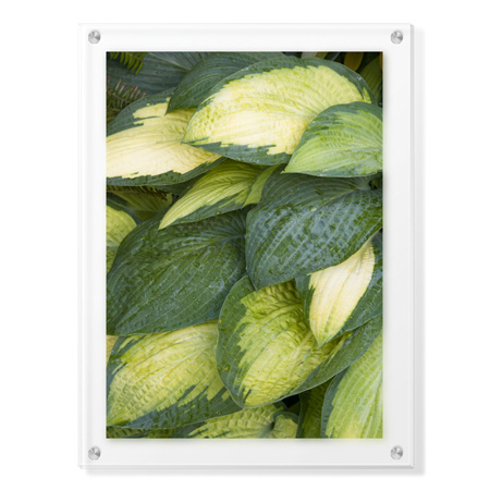 Stacy Bass Limited Edition Ready to Hang Giclee on Clear Acrylic: "Stained Glass"