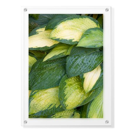 Stacy Bass Limited Edition Ready to Hang Giclee on Clear Acrylic: "Stained Glass"