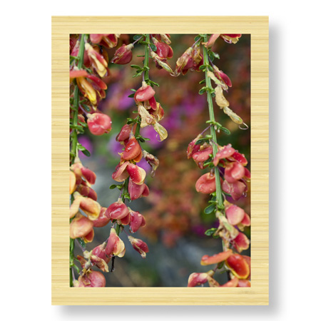 Stacy Bass Limited Edition Ready to Hang Giclee on: "Fire Bush"