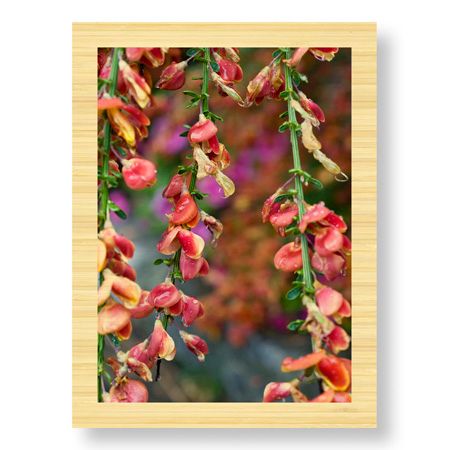 Stacy Bass Limited Edition Ready to Hang Giclee on: "Fire Bush"