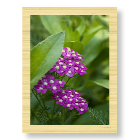 Stacy Bass Limited Edition Ready to Hang Giclee on: "Flower Pool Garden"